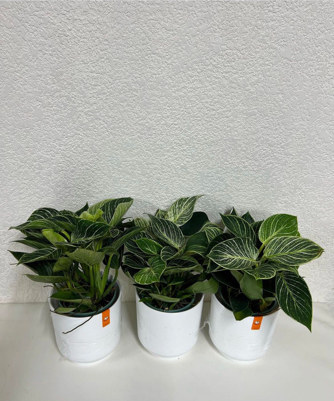 Bundle Table Plant Calathea Indoor Plants. Three potted plants with green leaves on a white surface against a light gray wall.