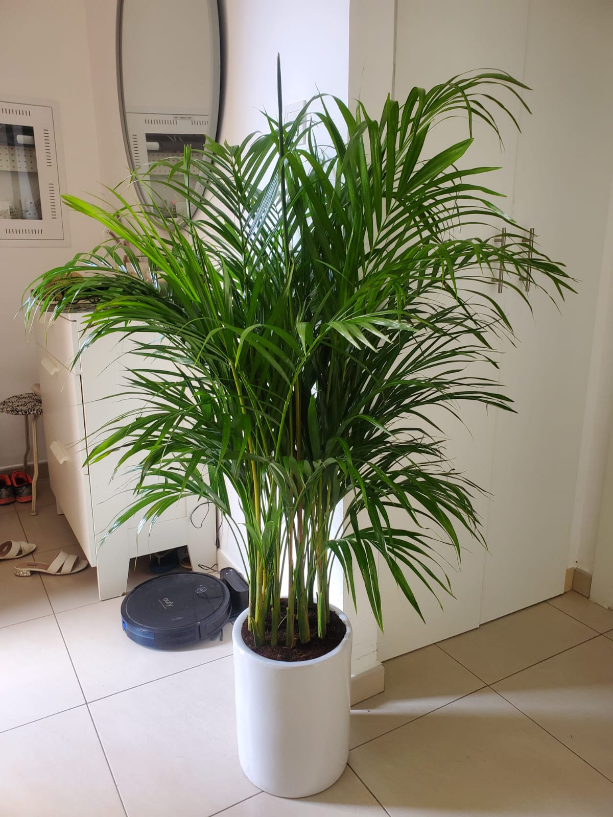 Bushy Areca Palm Tree in Ceramic Pot for 199DH, UAE