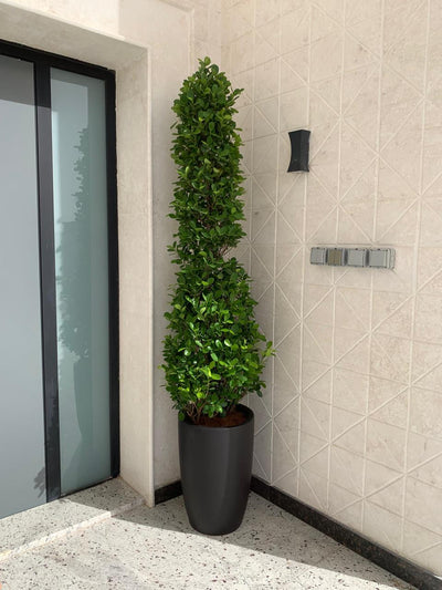 Bushy Cone Shape Ficus Outdoor Plant 2.5m to 3m, UAE