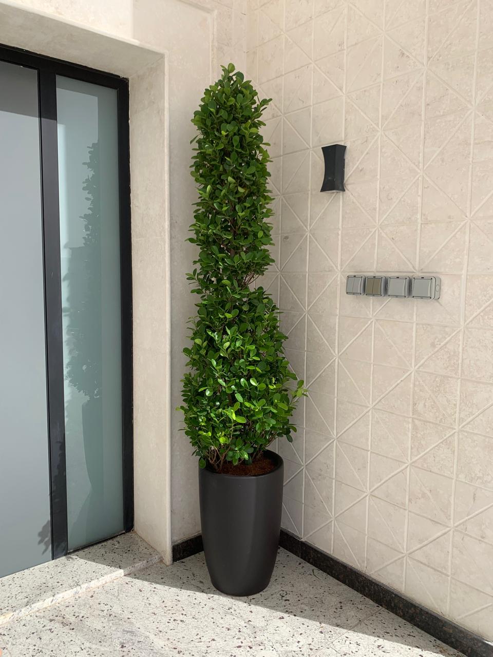 Bushy Cone Shape Ficus Outdoor Plant 2.5m to 3m, UAE