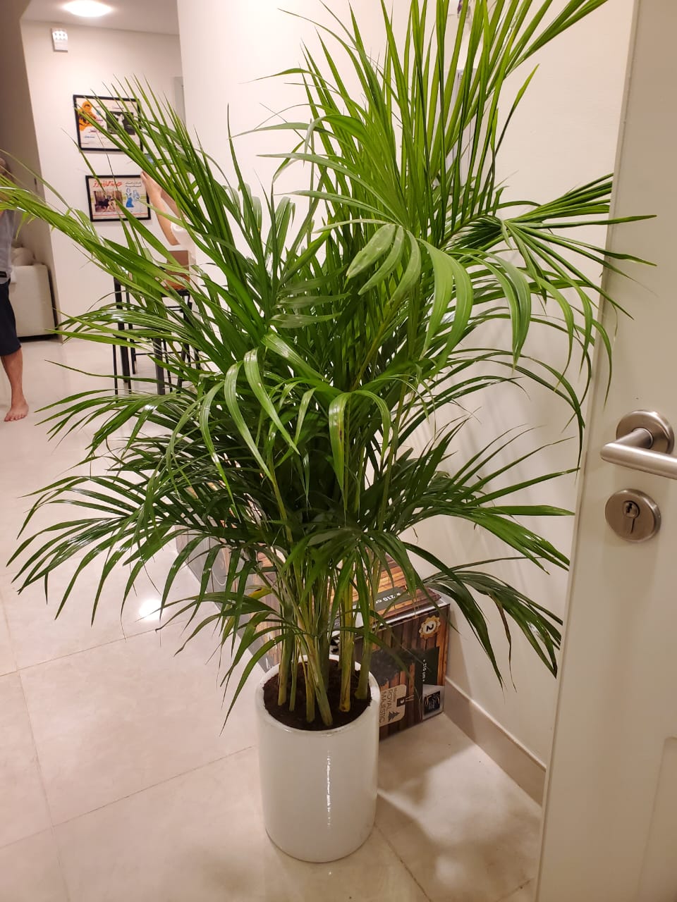 Buy Bushy Areca Palm in Ceramic Pot for 199DH, UAE