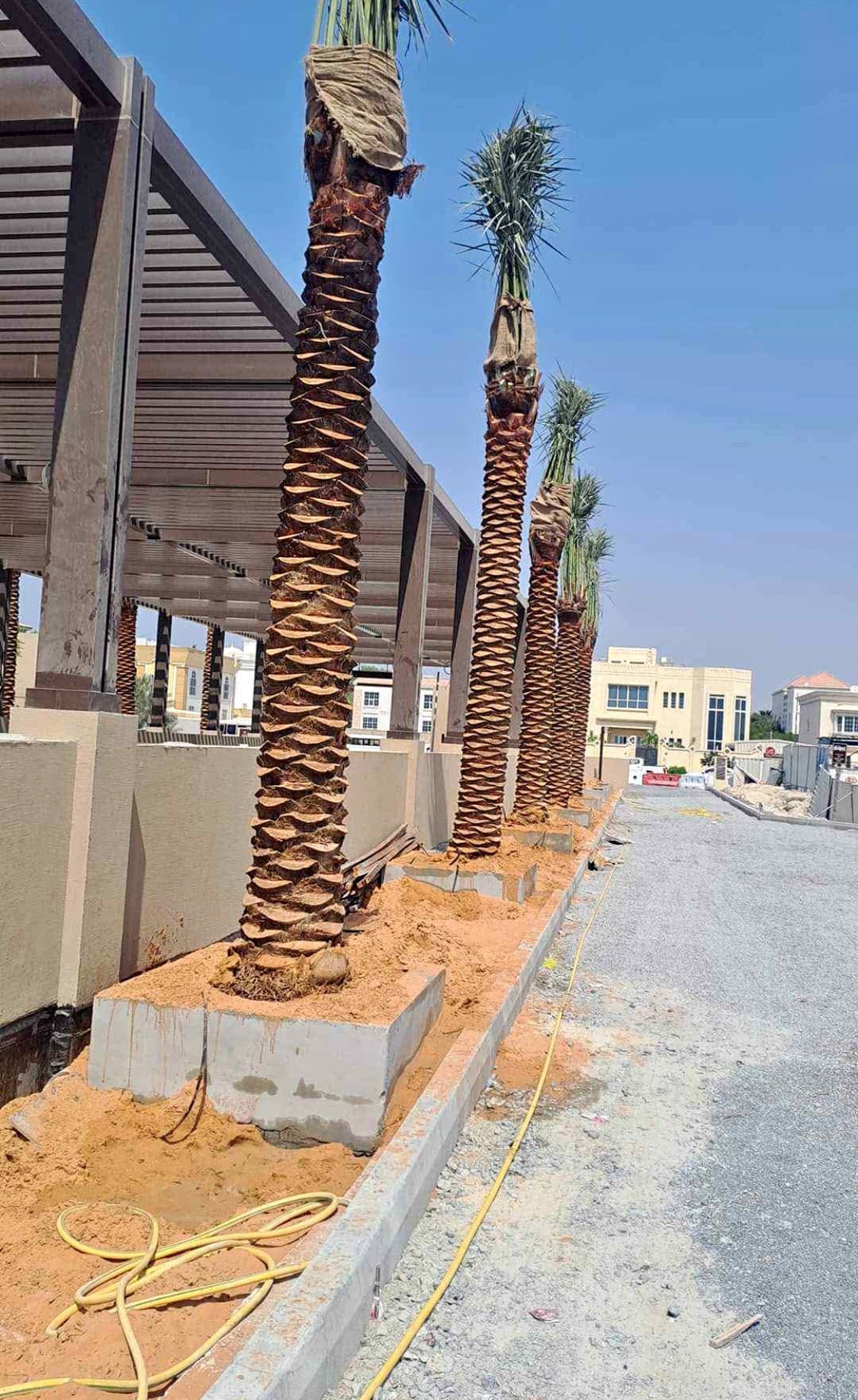 Date Palm Premium 2m Plants UAE