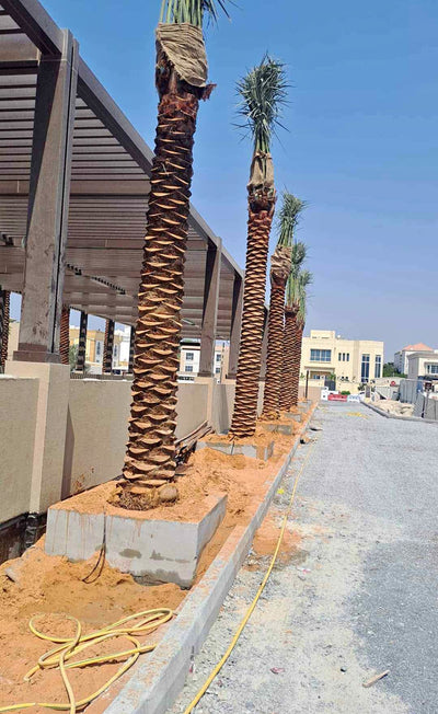 Date Palm Premium 2m Plants UAE