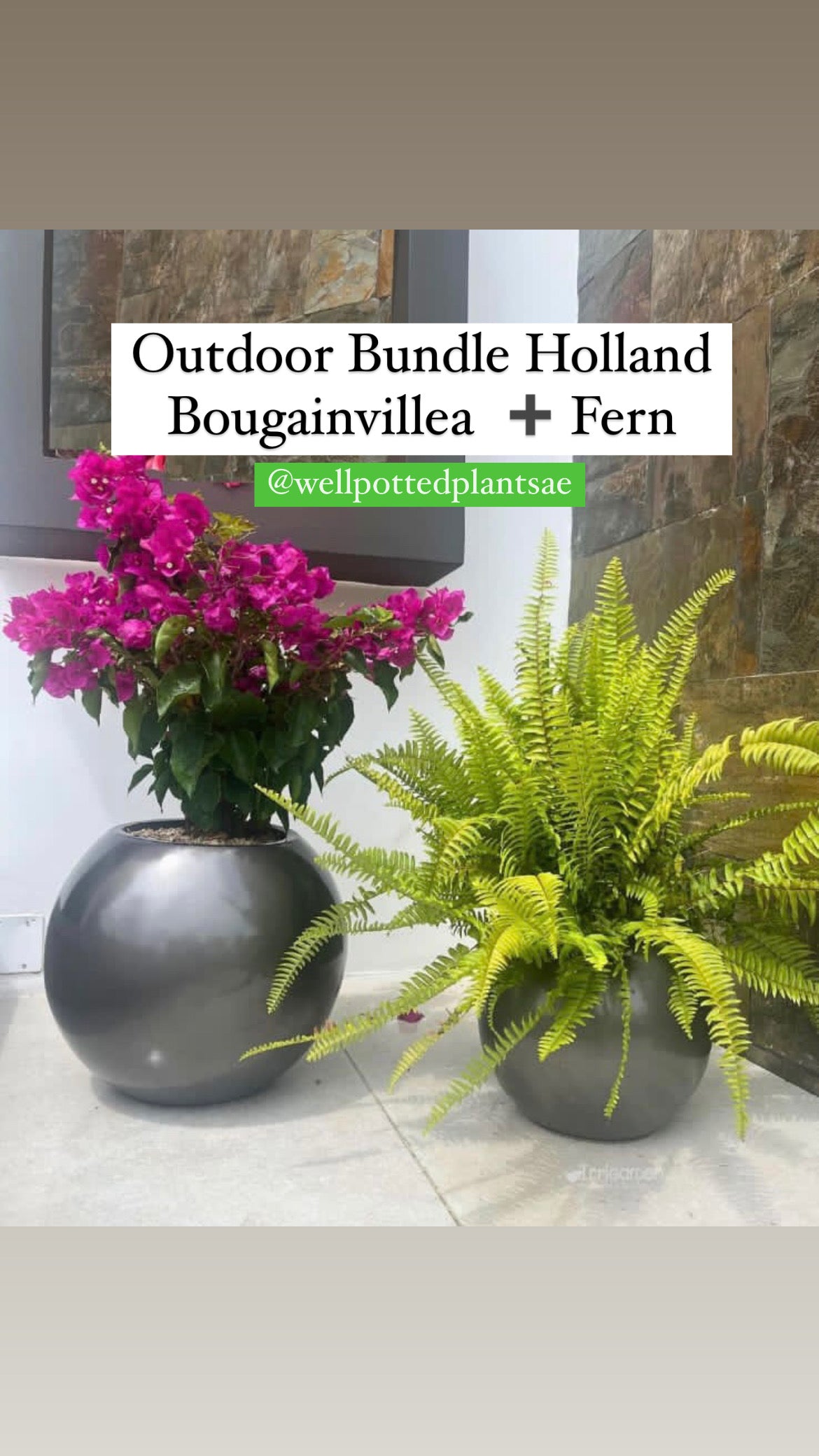 Outdoor Bundle Bougainvillea and Boston Fern in Fiber Pot