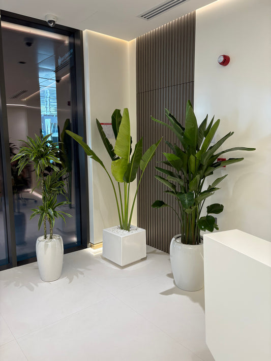 Office Plants Premium Quality Big Bundle 3pc Birds of Paradise + Travellers Palm + Dracaena