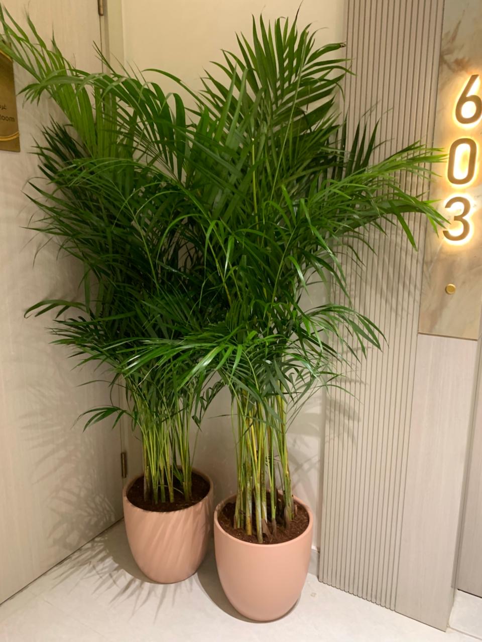 Areca Bundle in Beige