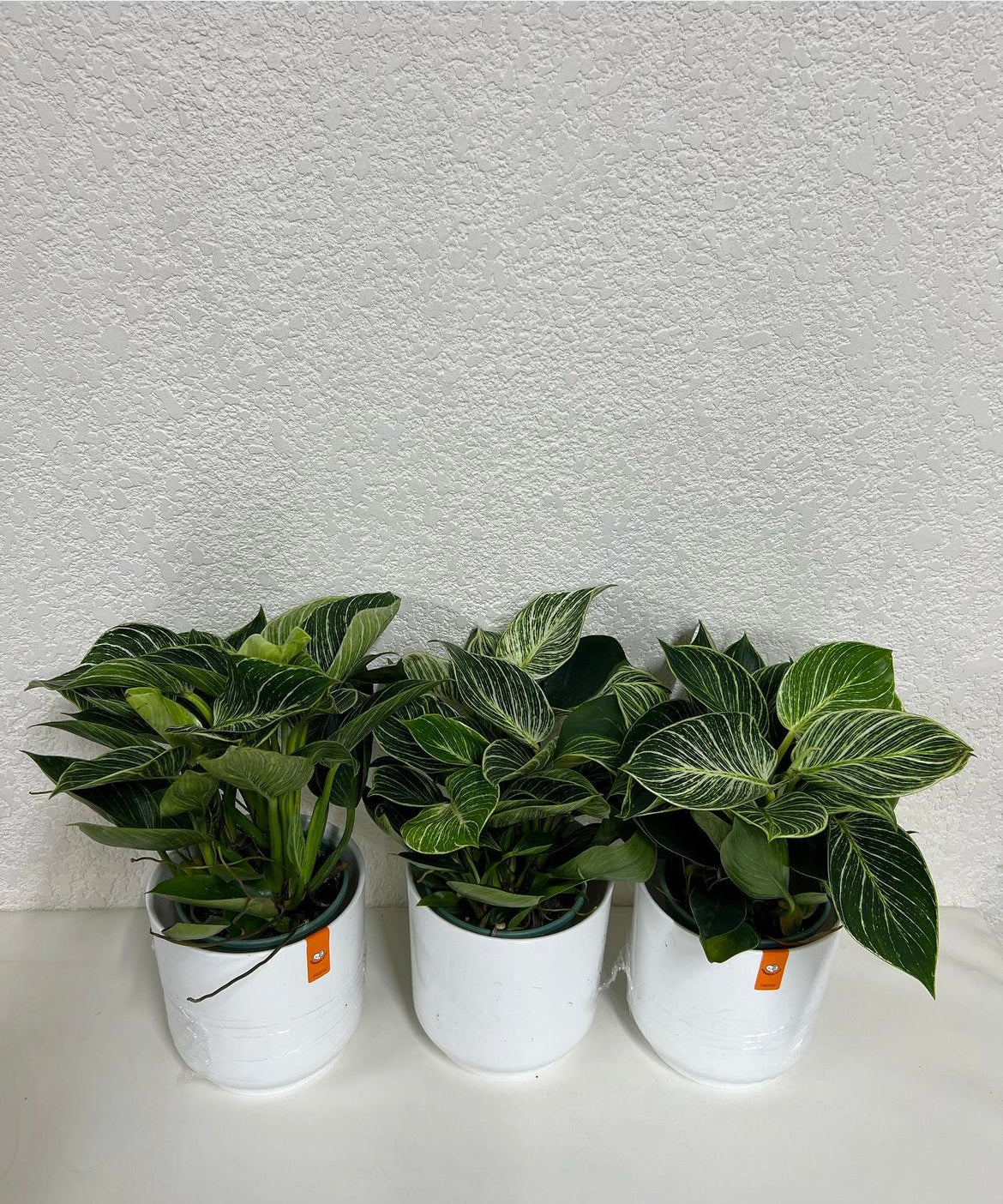 Philodendron Each in Ceramic