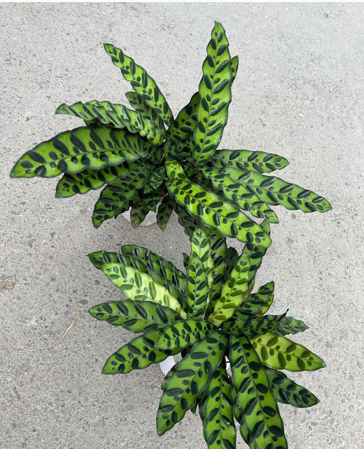 Calathea Zebrina Each