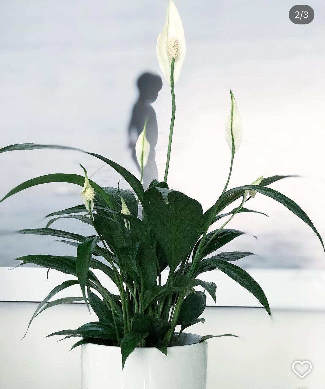 Peace lily