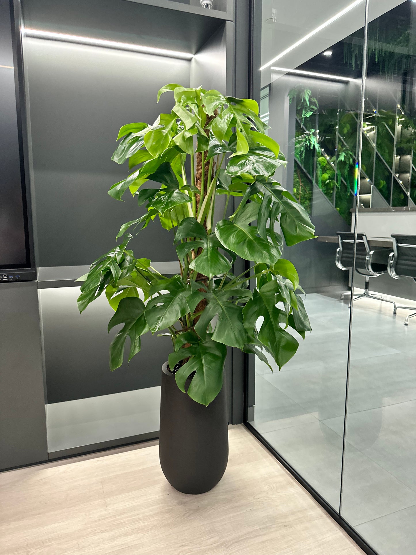 AA Premium Office Plants Bundle in Fiber Pot New