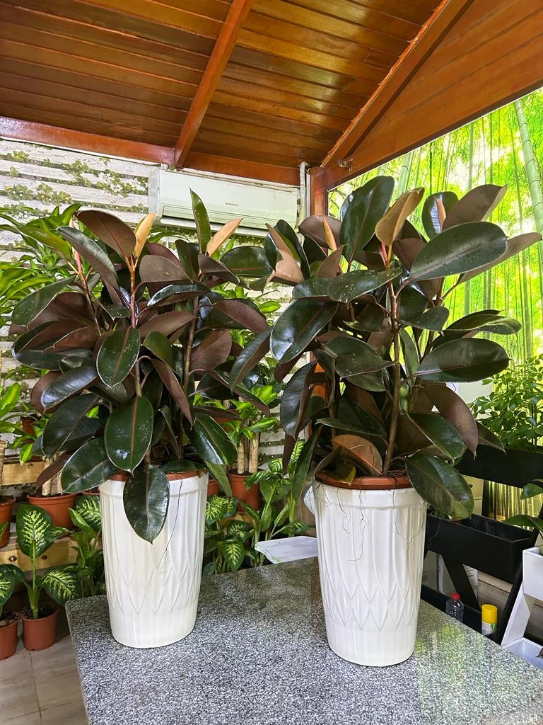 Bundle Rubber Plant (2pc)