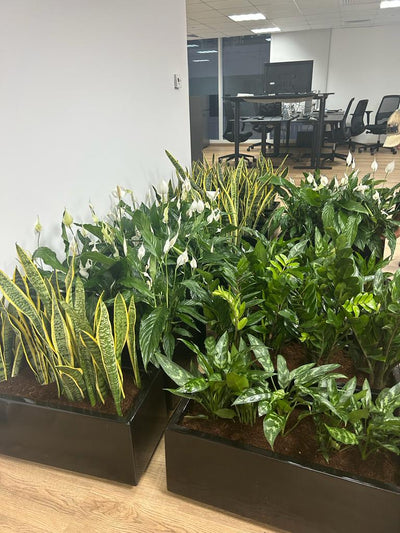Cabinet Plants in Rectangle Pot. Row of potted plants in an office setting with desks and chairs in the background.