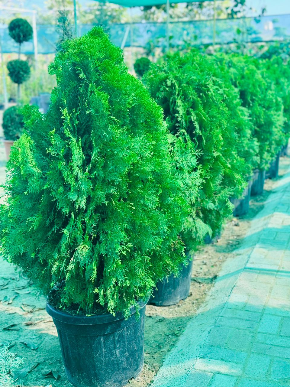 Cedar Tree Plants UAE.