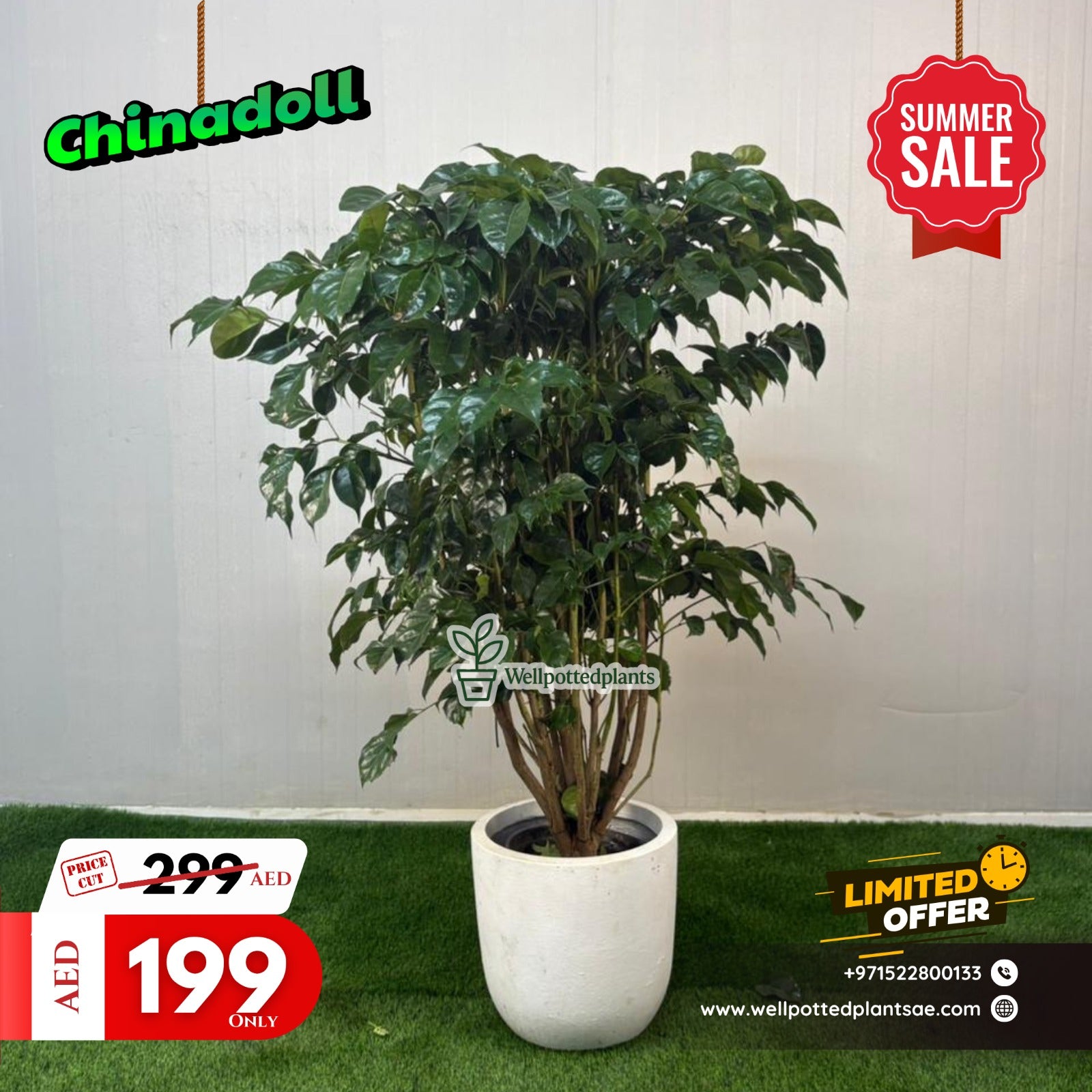 Chinadoll Single Head Plants UAE
