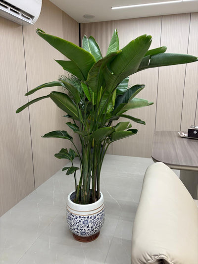 Chinese Classic Ceramic Pot Hand Made Plant UAE