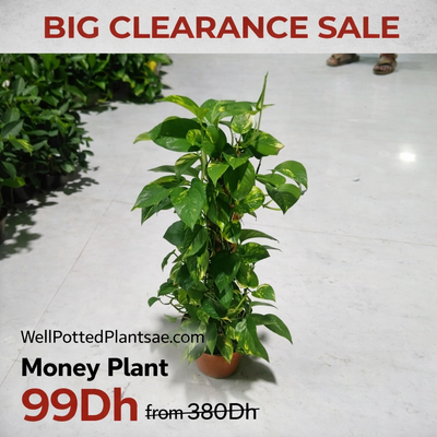 Potted money plant on a tiled floor with clearance sale text overlay