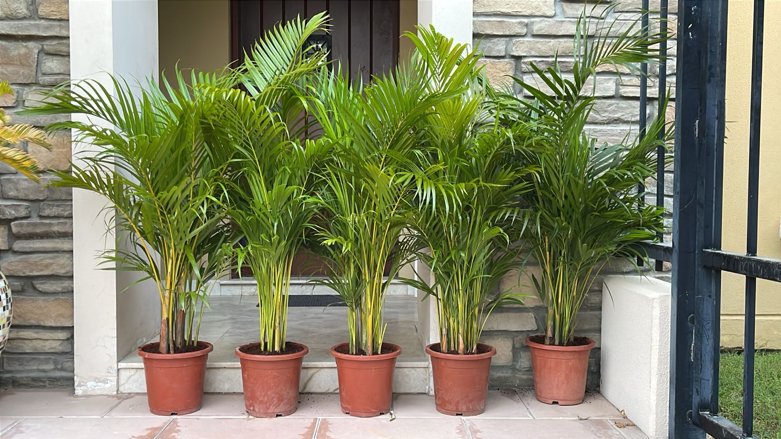 Five potted plants in front of a stone wall and door.