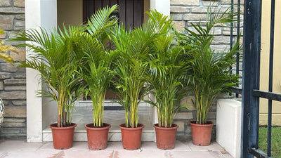 Five potted plants in front of a stone wall and door.