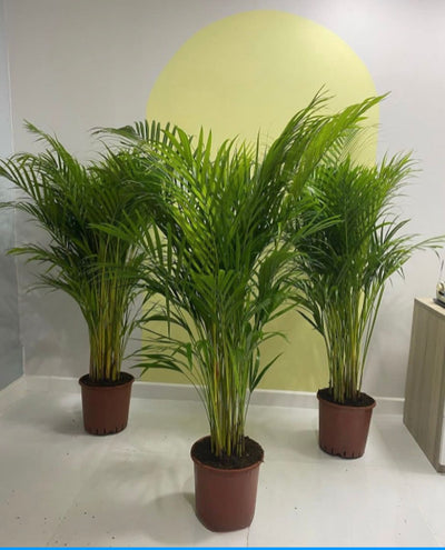 Big Clearance Sale Areca 130cm to 140cm