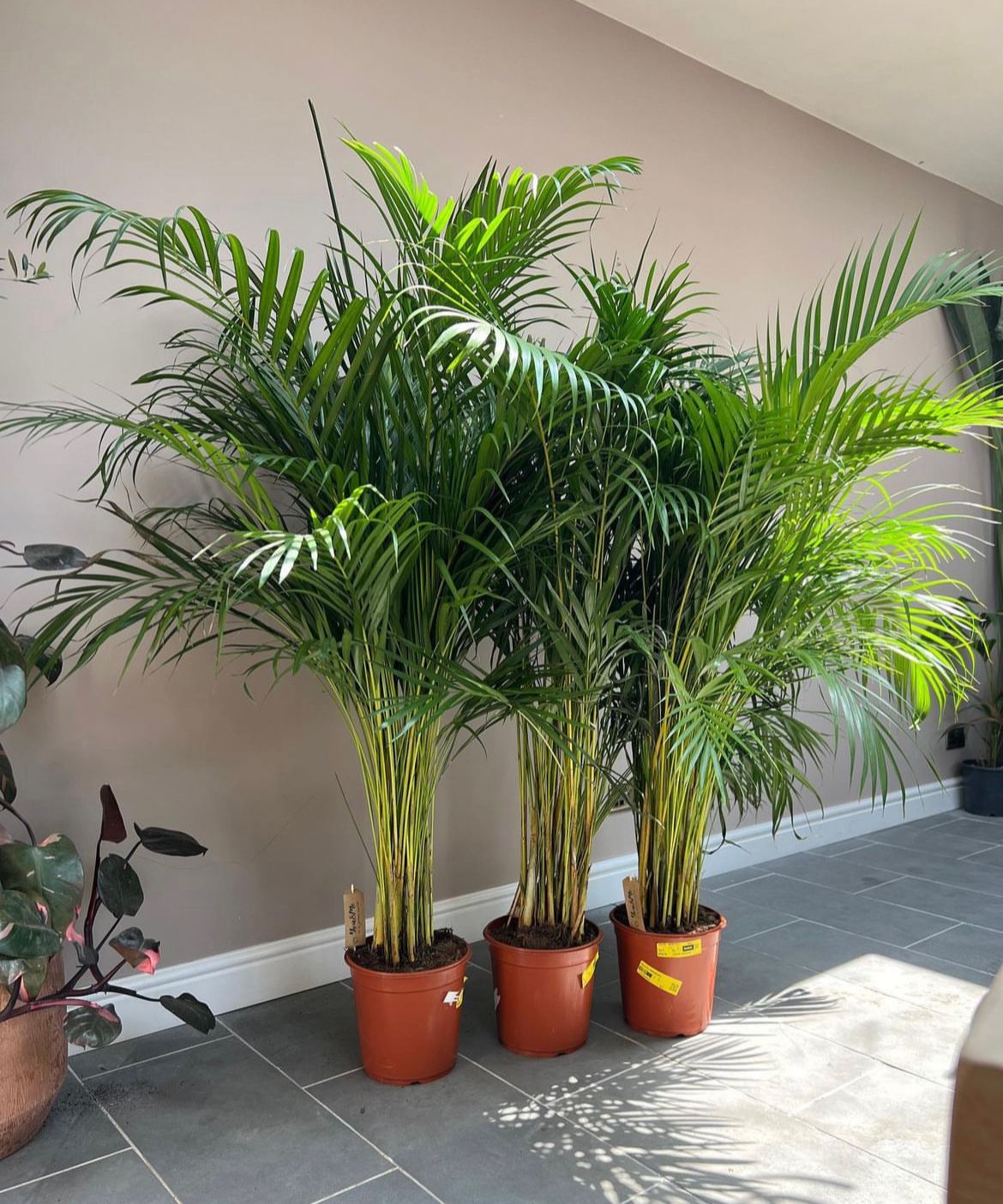 Clearance Sale Areca 130cm to 140cm