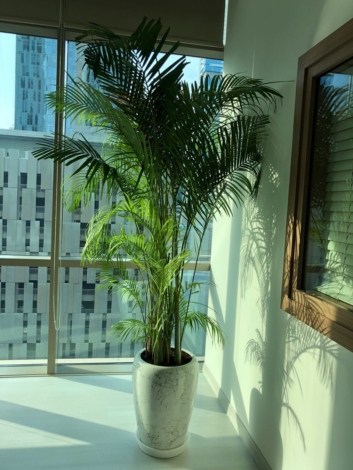Clearance Sale Areca Big 2.5m to 3m Plants dubai