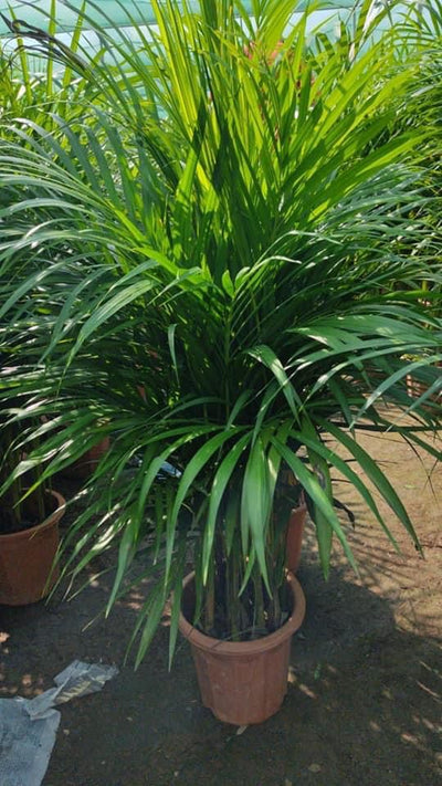 Clearance Sale Areca in dubai.