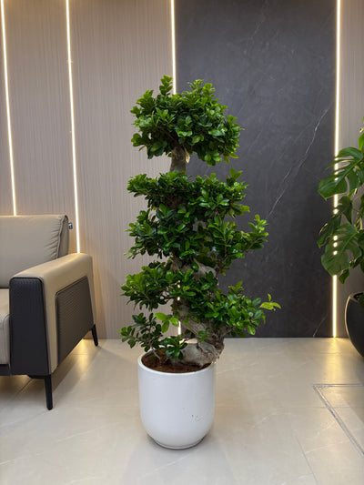 Clearance Sale Bonsai (110–130 cm) Indoor Plants UAE