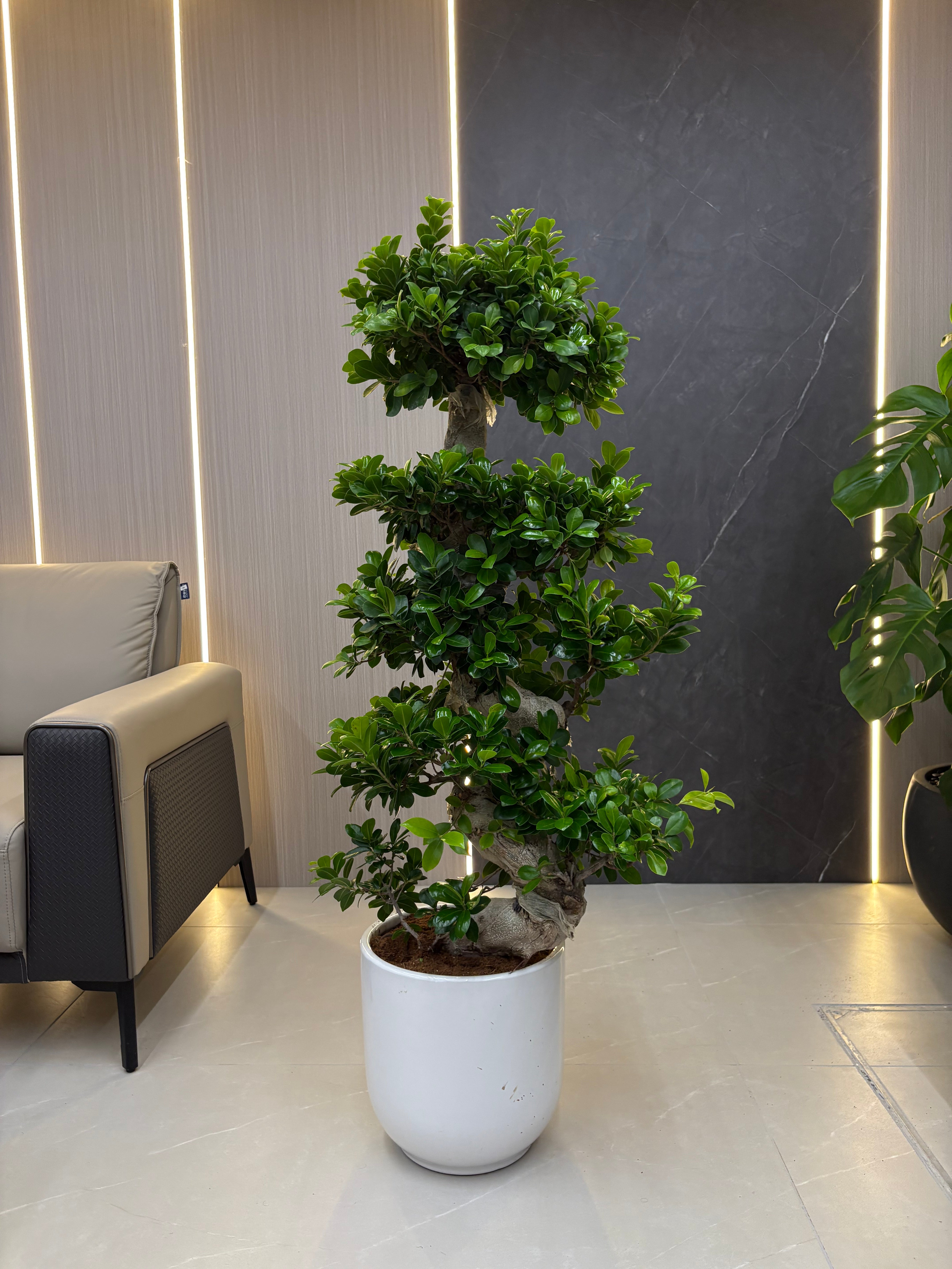 Clearance Sale Bonsai (110–130 cm) Indoor Plants UAE