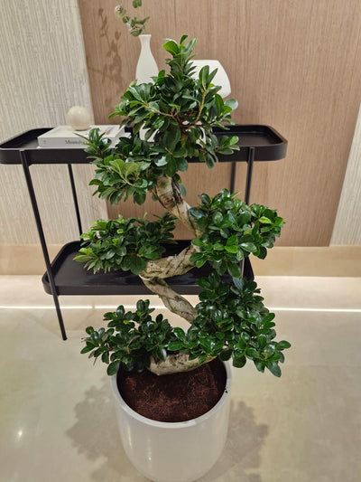 Potted plant on a black metal stand with a neutral background