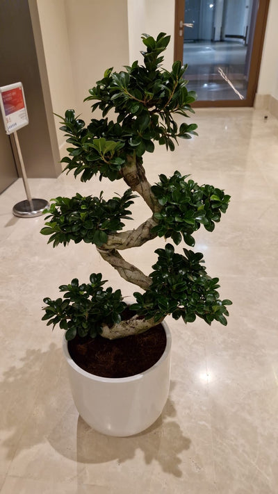 Potted bonsai tree on a tiled floor with a neutral background