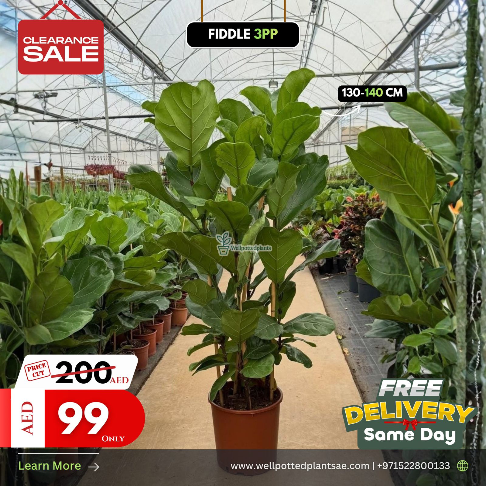 Clearance Sale Fiddle Members Exclusive. Potted plants in a greenhouse with promotional text for clearance sale, free delivery, and pricing.