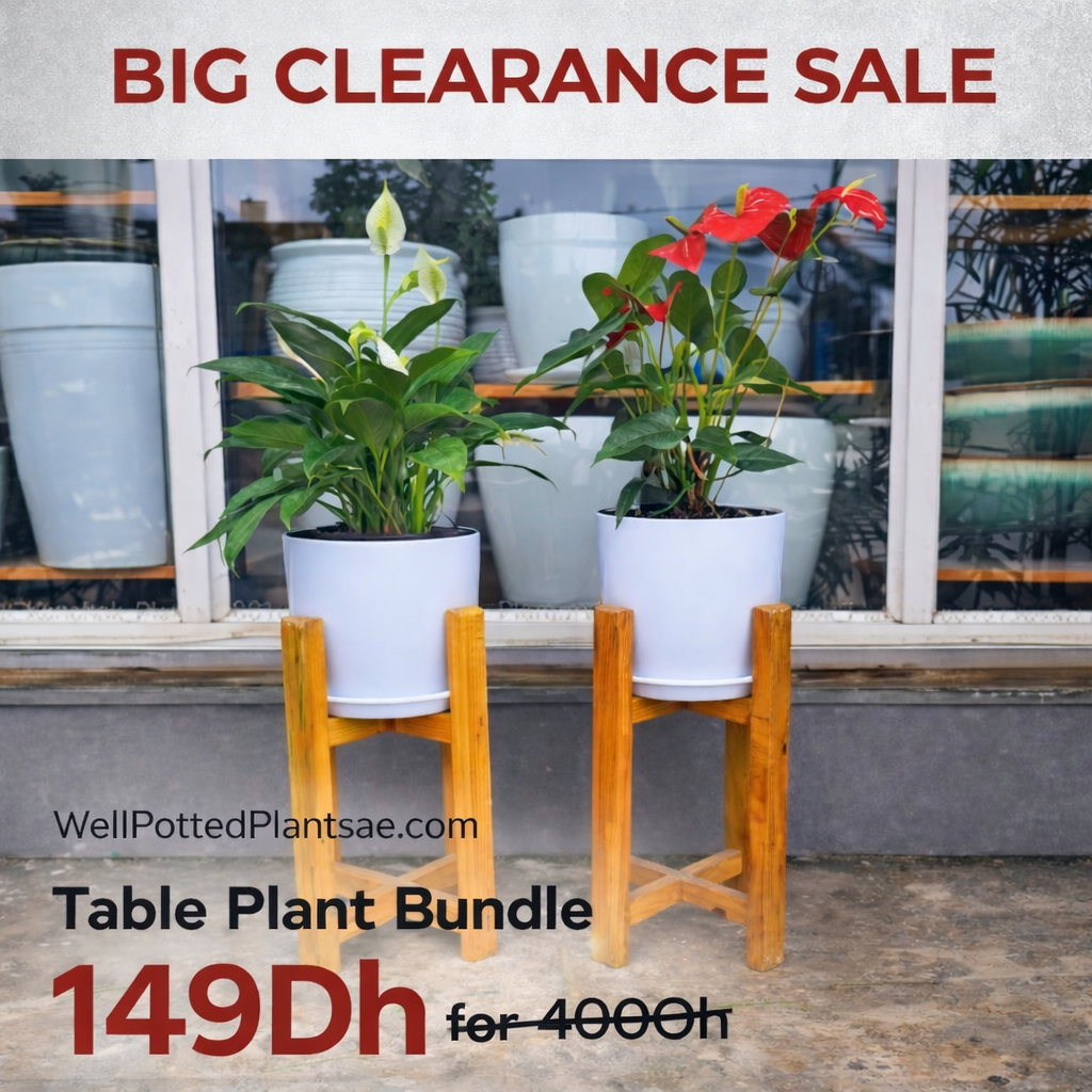 Table plant bundle with two potted plants on stands, set against a window background with clearance sale text.