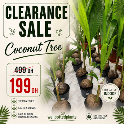 Clearance Sale for the Month of May Dubai