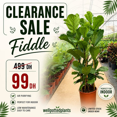 Clearance Sale for the Month of May in Dubai