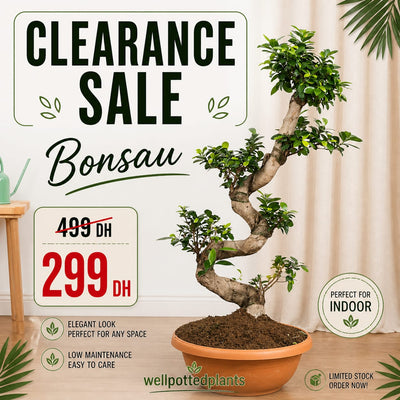 Clearance Sale for the Month of May in UAE