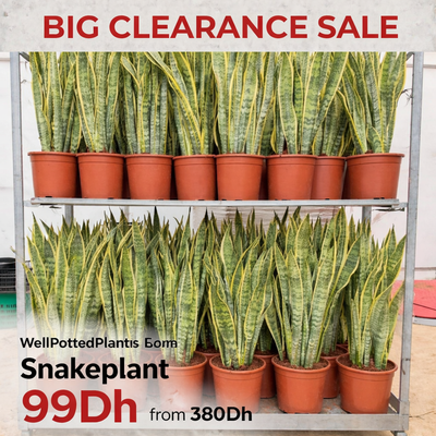 Shelf with potted snake plants on a clearance sale, featuring text about pricing.
