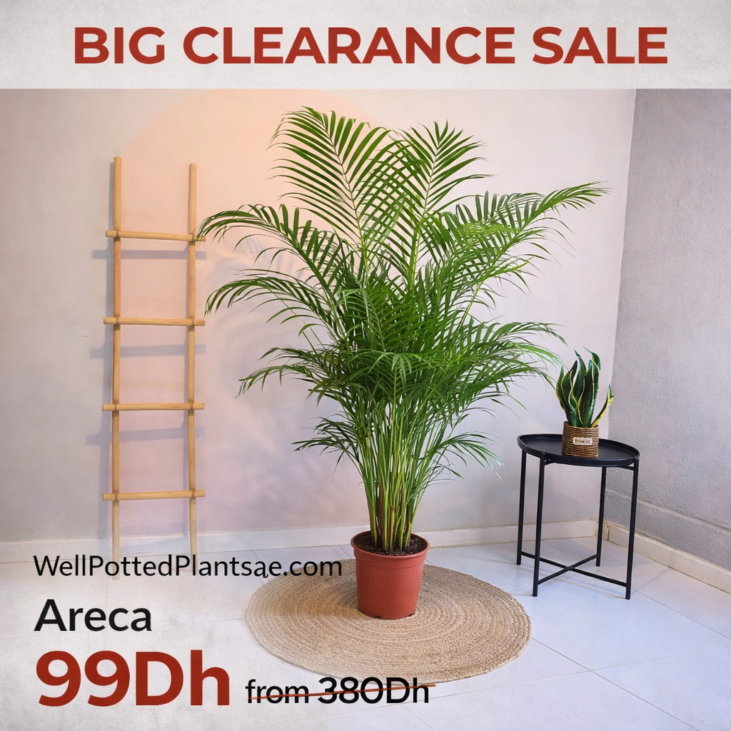 Potted Areca plant with clearance sale text and website on a plain wall background