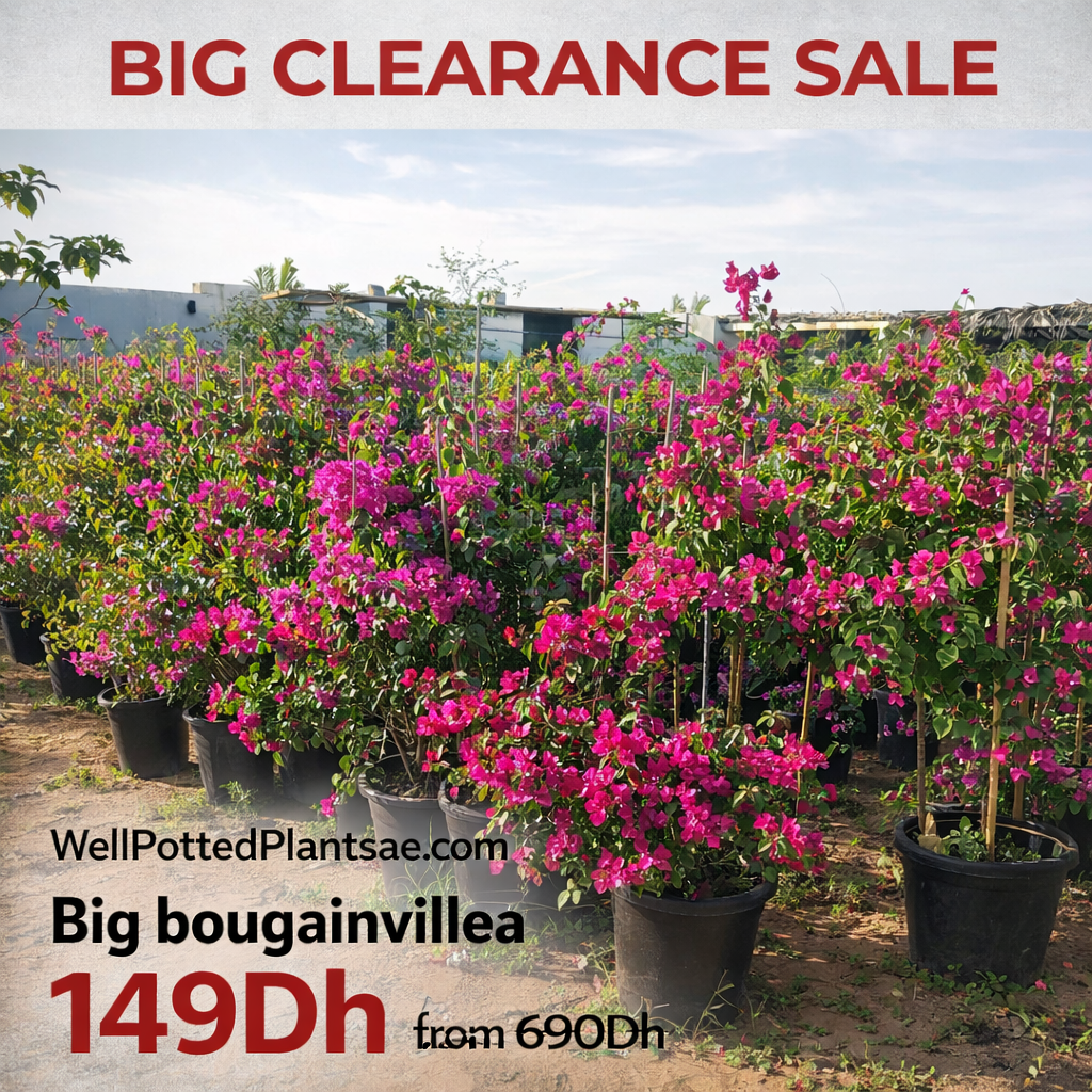 Potted bougainvillea plants with a 'Big Clearance Sale' sign in the background.