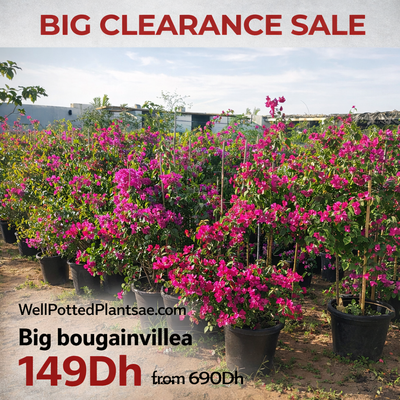 Potted bougainvillea plants with a 'Big Clearance Sale' sign in the background.