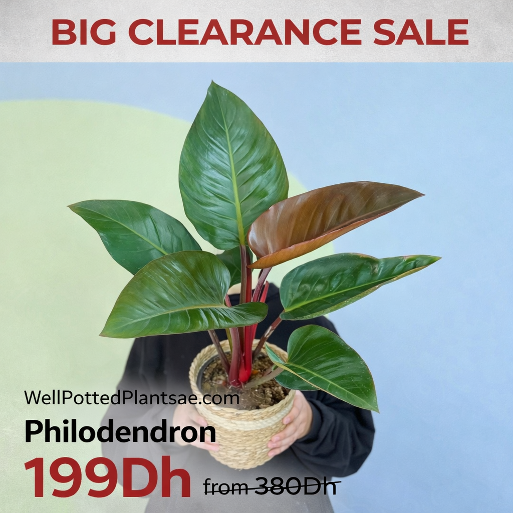 Potted plant held by a person with 'Big Clearance Sale' text and plant price details.