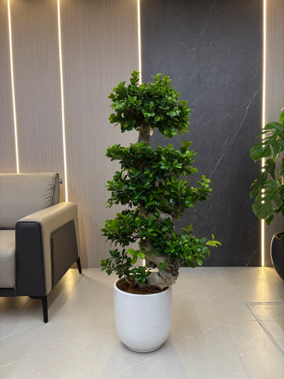Clearance Sale on Bonsai Indoor Plants 110–130 cm, UAE