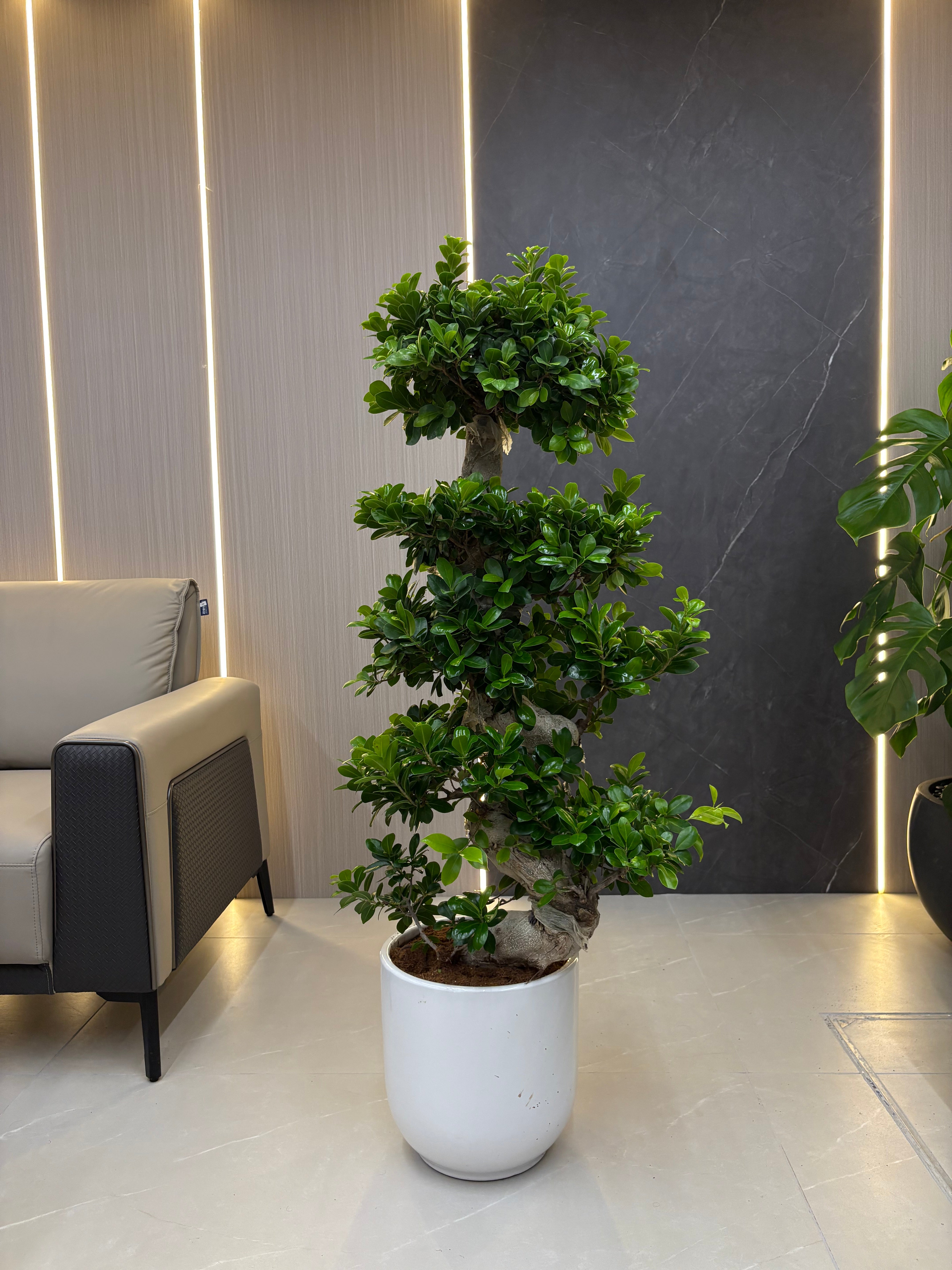 Clearance Sale on Bonsai Indoor Plants 110–130 cm, UAE
