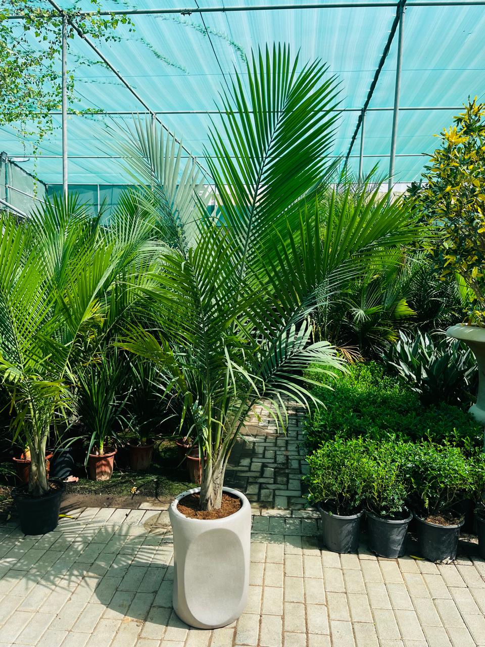Coconut Majesty Palm Tree Plants Dubai. Potted palm tree in a greenhouse setting with other plants.
