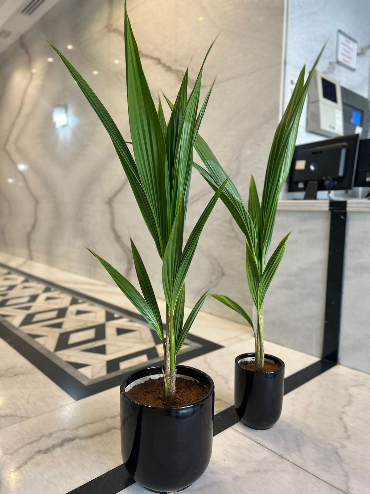 Coconut Tree Indoor Each in Ceramic Pot 150 to 160cm Indoor Plants UAE