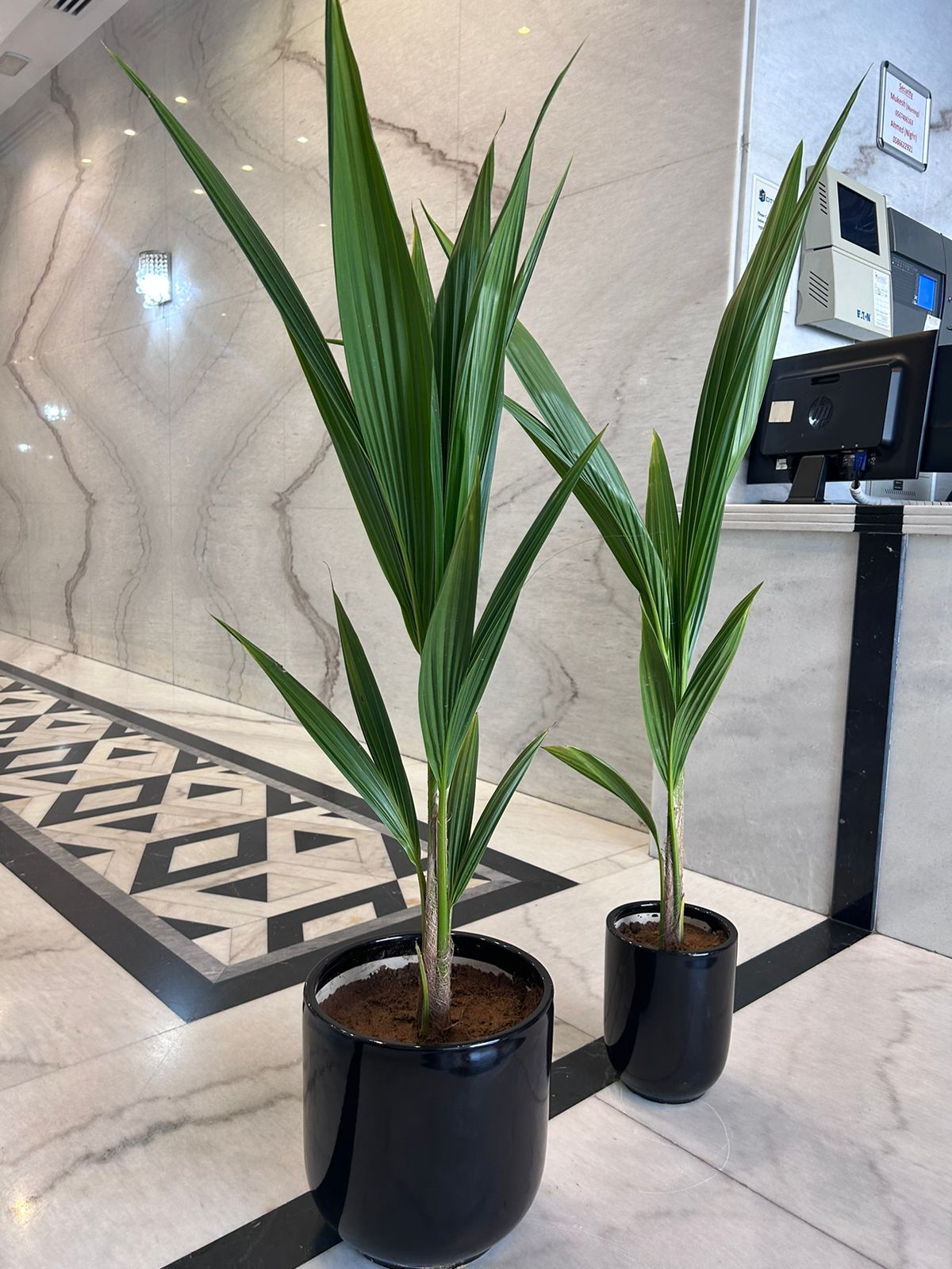 Coconut Tree Indoor Each in Ceramic Pot 150 to 160cm Plants UAE.