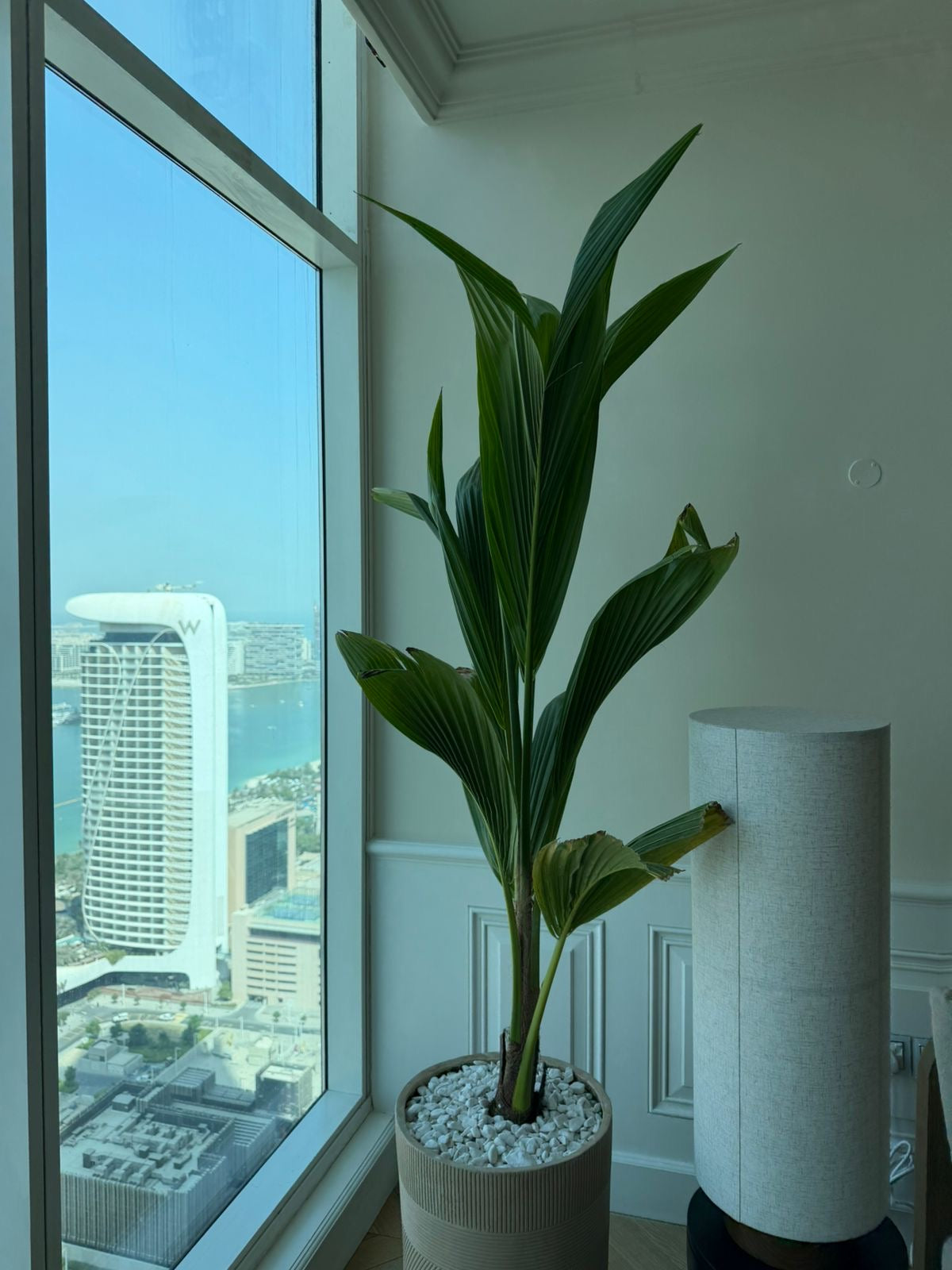Coconut Tree in Beige Indoor Balcony Plants Dubai