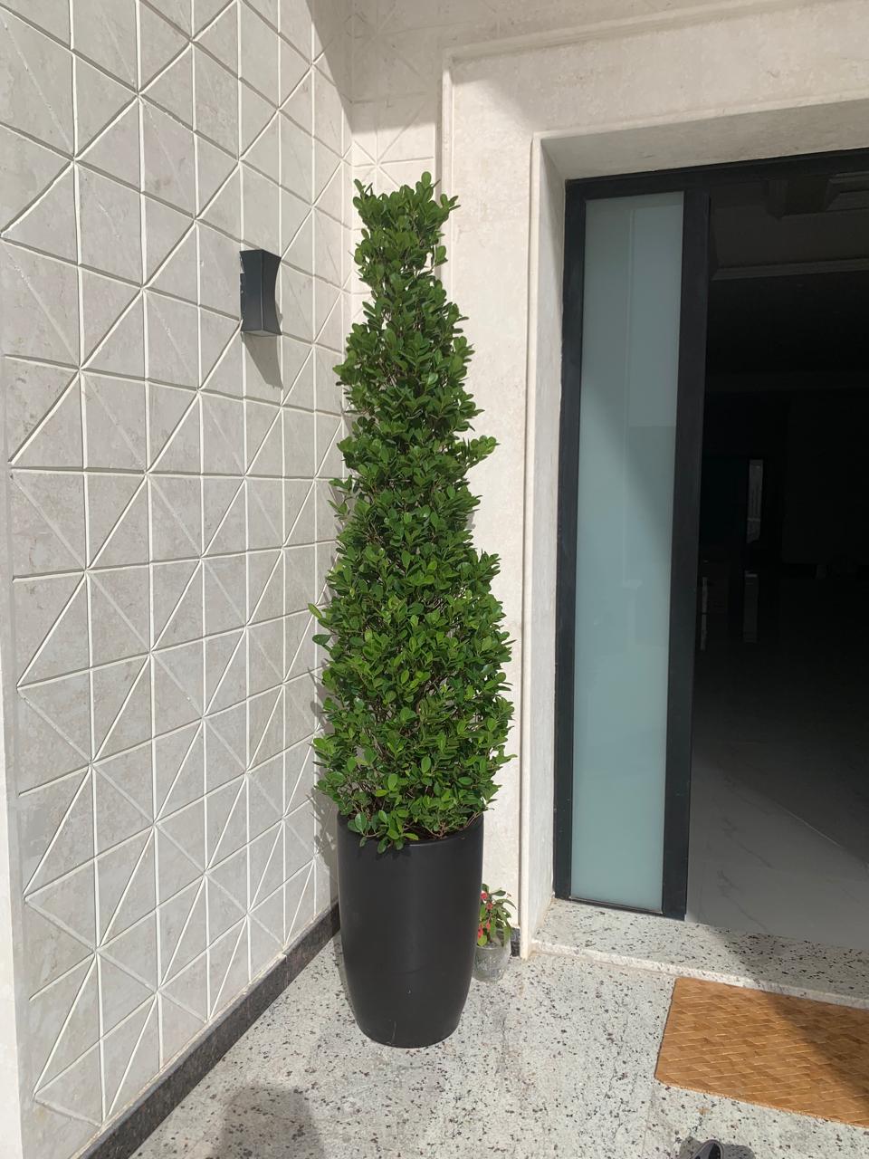 Cone-Shaped Bushy Ficus Plant (2.5m–3m) Outdoor Plants UAE