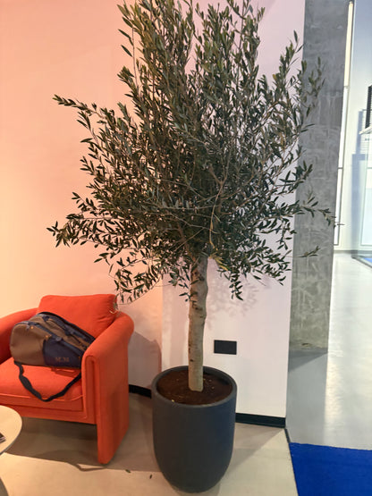 Olive Tree Indoor in Fiber Black Matte Premium
