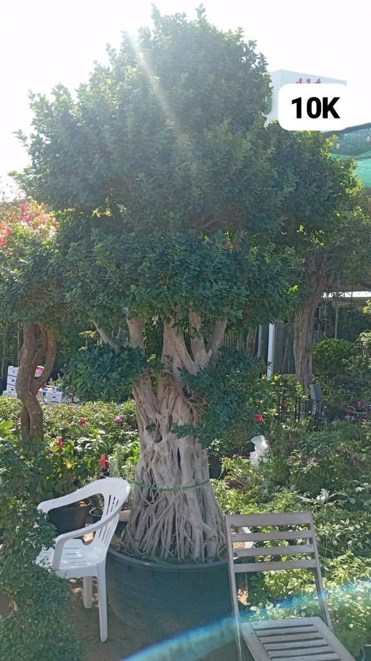 Bonsai Zen XXL Premium Shop Exclusive