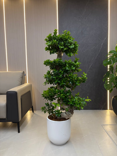 Clearance Sale Bonsai Premium Big 130-150cm